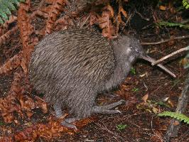 Foto: North island brown kiwi