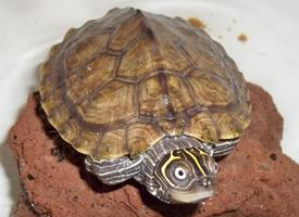 Foto: Mississippi map turtle