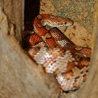 Foto: Corn snake