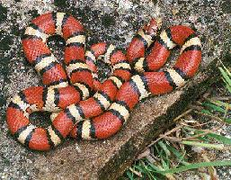 Foto: Milk snake