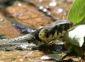 Foto: Grass snake