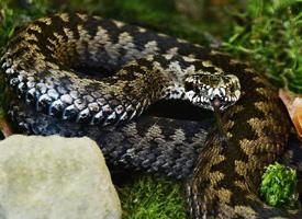 Foto: Common european adder