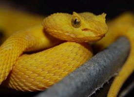 Foto: Eyelash viper