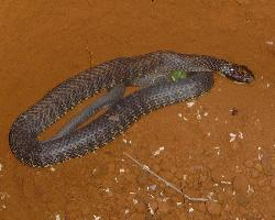 Foto: Tiger snake