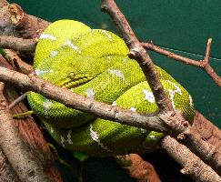 Foto: Emerald tree boa