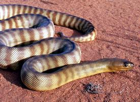 Foto: Woma python