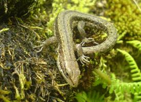 Foto: Common wall lizard