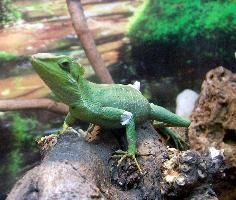 Foto: Eastern casquehead iguana