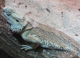 Foto: Central bearded dragon