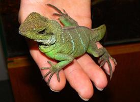 Foto: Chinese water dragon