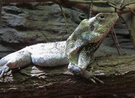 Foto: Frilled lizard