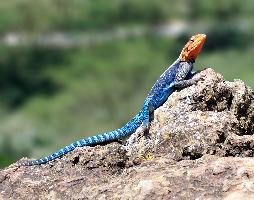 Foto: Common agama