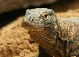 Foto: Komodo dragon