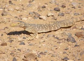 Foto: Desert monitor