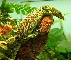 Foto: Emerald tree monitor