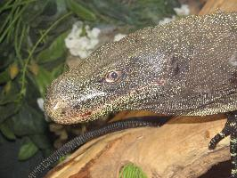 Foto: Crocodile monitor