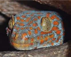 Foto: Tokay gecko