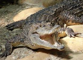 Foto: Freshwater crocodile