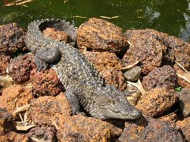 Foto: Mugger crocodile