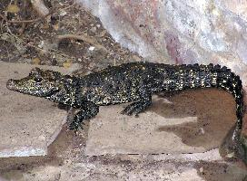 Foto: Dwarf crocodile