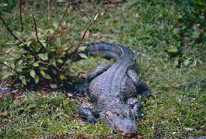 Foto: Chinese alligator