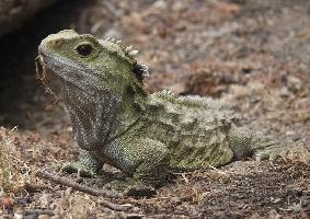 Foto: Tuatara