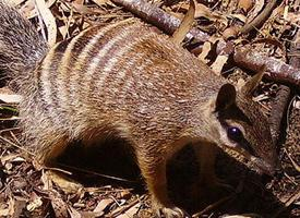 Foto: Numbat