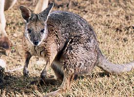 Foto: Tammar wallaby