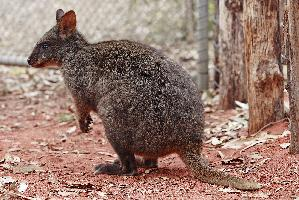 Foto: Quokka