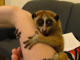 Foto: Javan slow loris