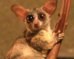 Foto: Senegal bushbaby