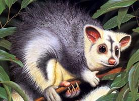 Foto: Southern greater glider