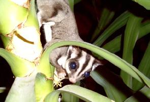 Foto: Sugar glider