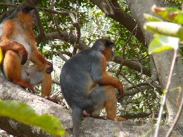 Foto: Western red colobus