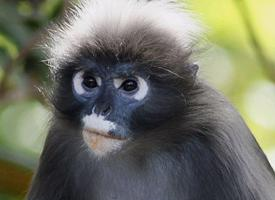 Foto: Dusky leaf monkey