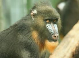 Foto: Mandrill