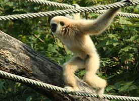 Foto: Lar gibbon