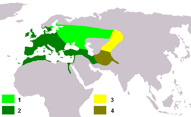 Foto: European goldfinch - występowanie