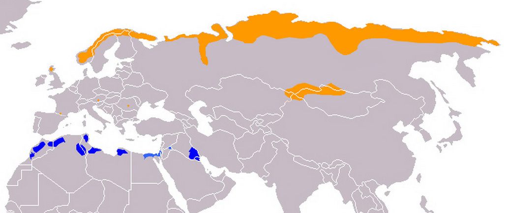 Foto: Eurasian dotterel - występowanie