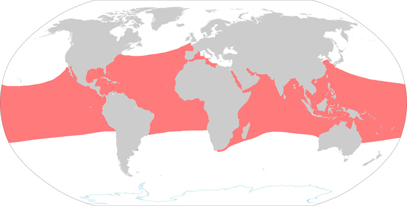 Foto: Hawksbill sea turtle - występowanie